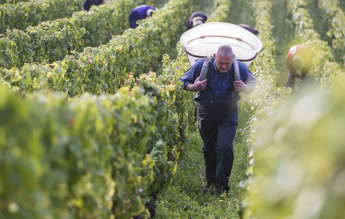 photo-vin-2014-069
