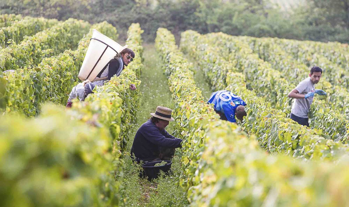 photo-vin-2014-071