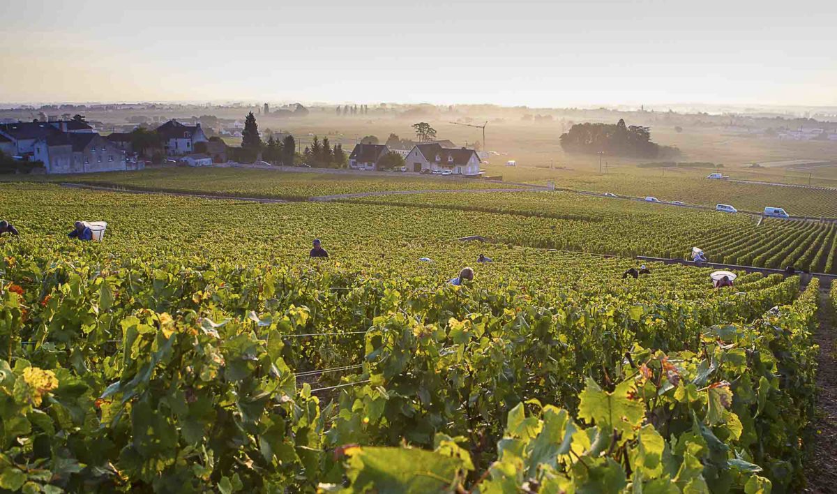 photo-vin-2014-076