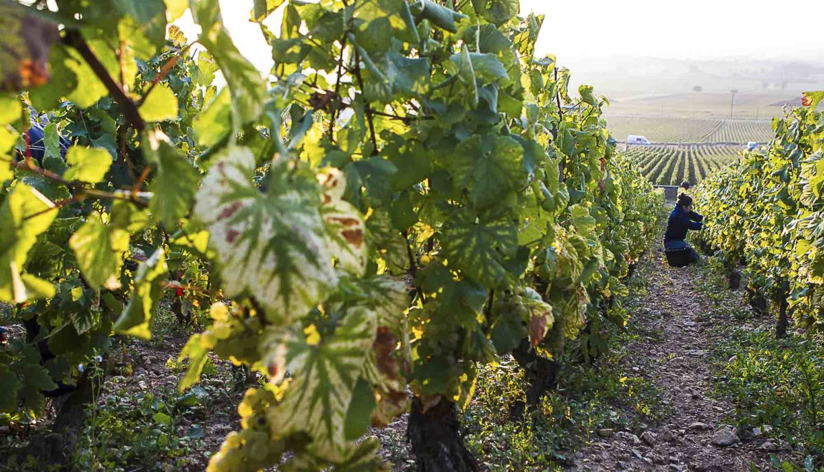 photo-vin-2014-077