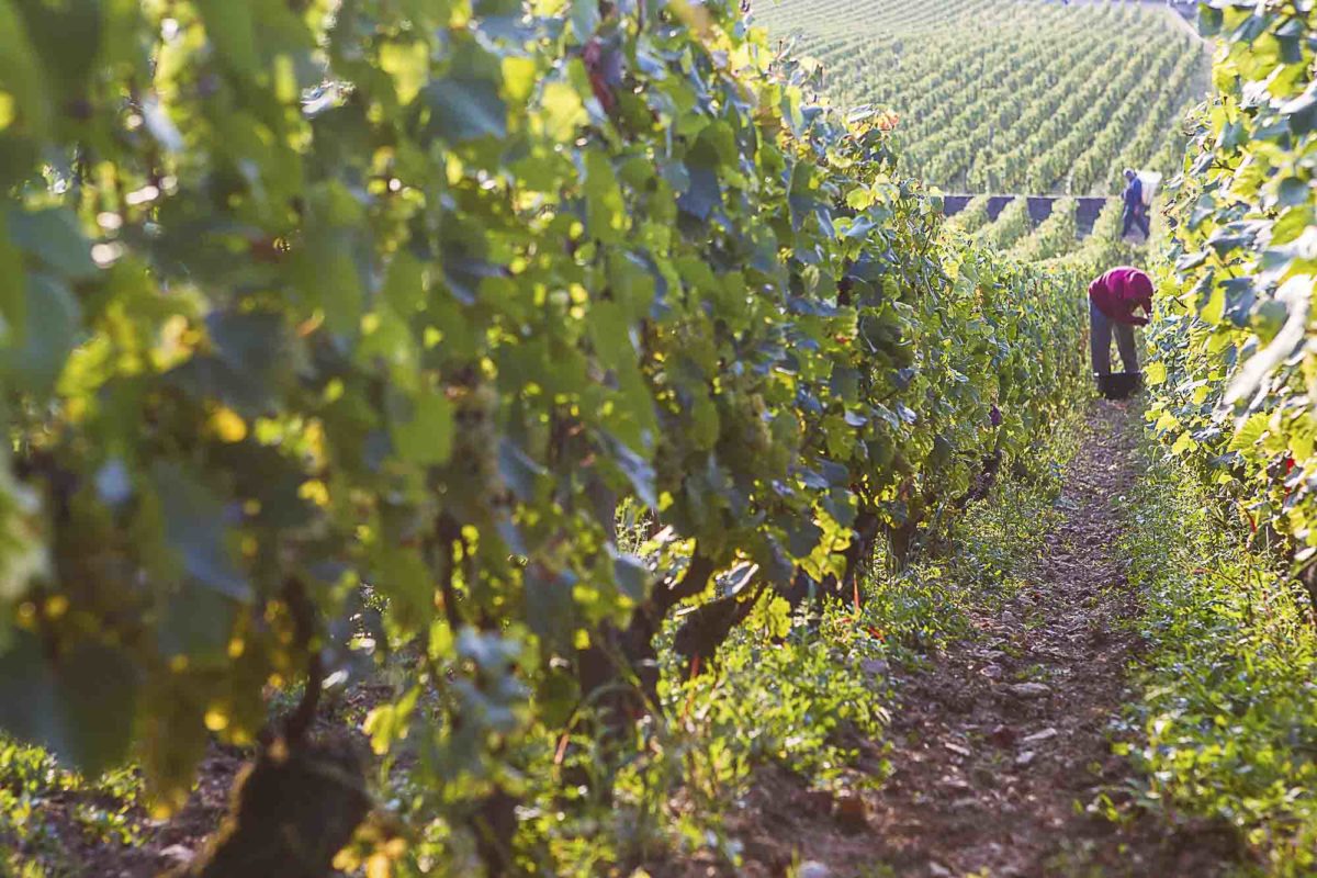 photo-vin-2014-079