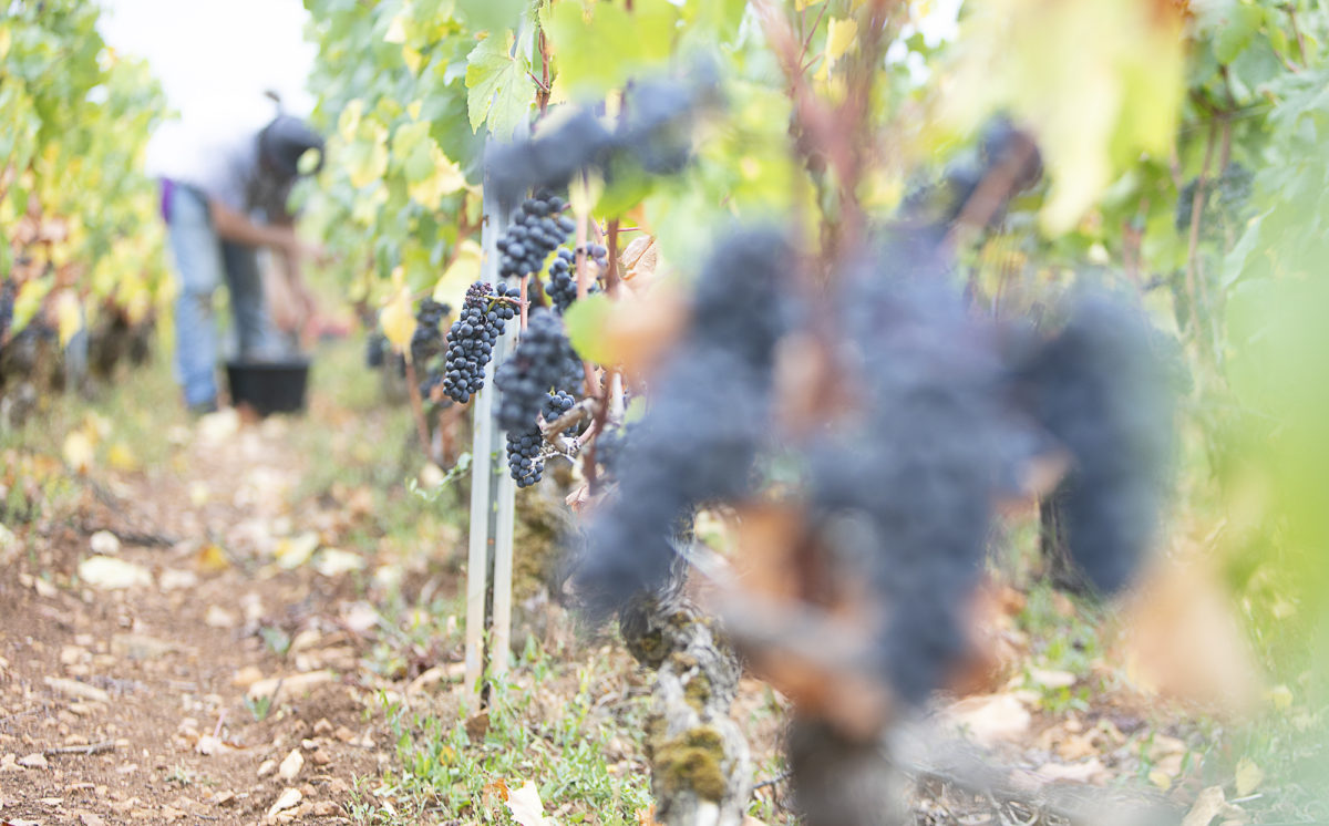 photo-vin-2019-035