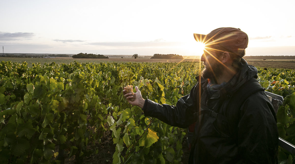 Photo de vendanges sur le domaine Gouffier